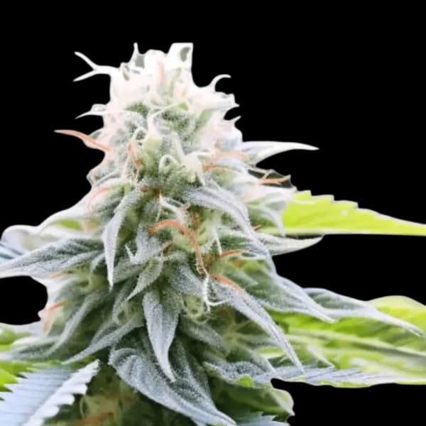 Cannabis der Sorte Super Alien Mints