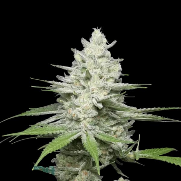 Cannabis der Sorte Frosted Gumbo