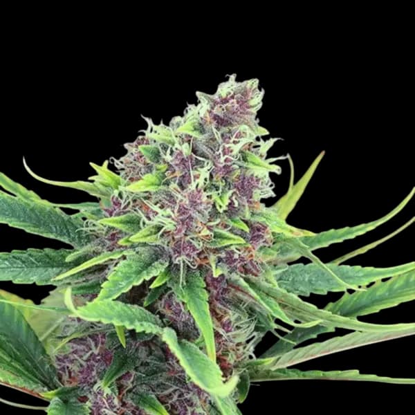 Cannabis der Sorte Duende