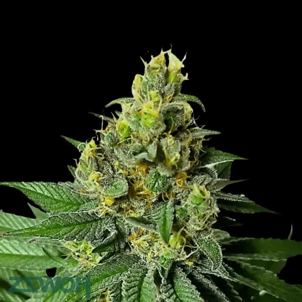 Cannabis der Sorte Legendary Bozy