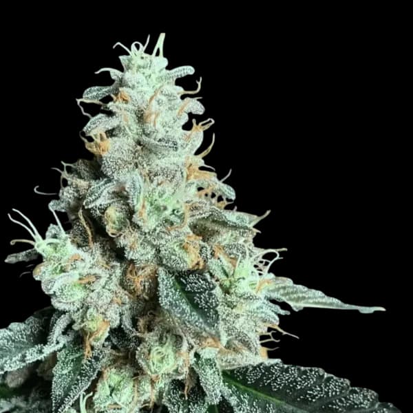 Cannabis der Sorte Tres Dawg X I-95