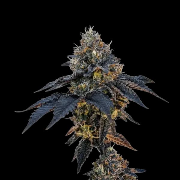 Cannabis der Sorte Velvet Sherbet
