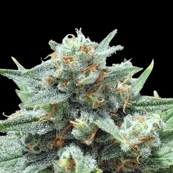 Cannabis der Sorte OG Cheese