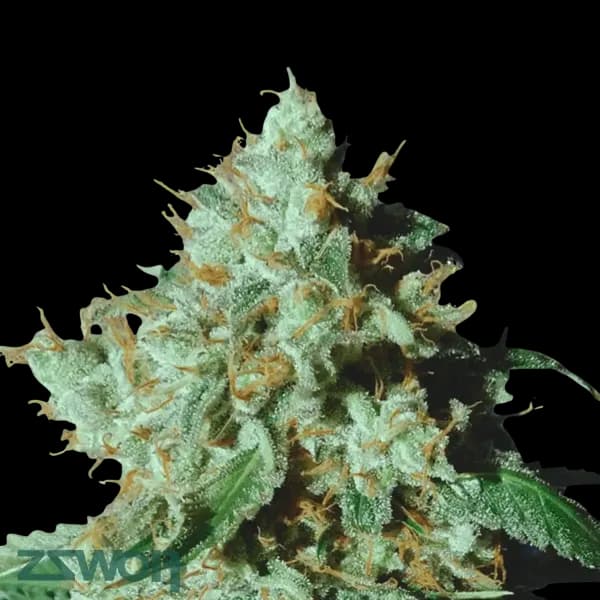 Cannabis der Sorte Blueberry Cookies