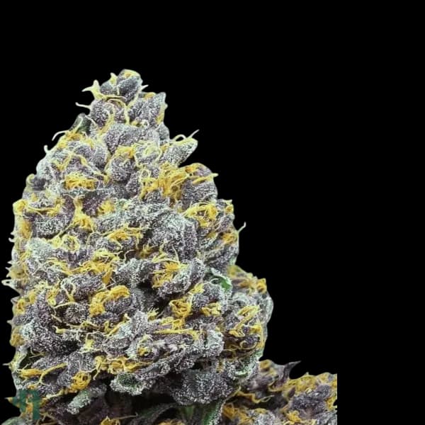 Cannabis der Sorte GG4 x Blueberry
