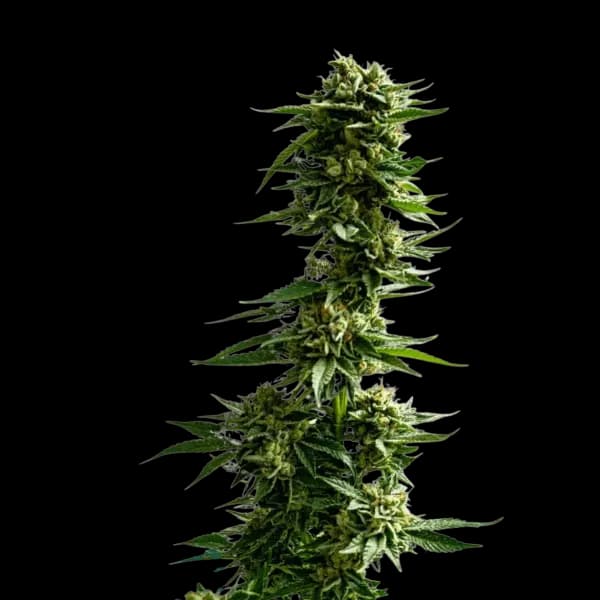 Cannabis der Sorte Scoop of Chem x Early Orange