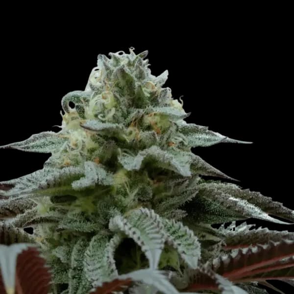 Cannabis der Sorte King Sherb