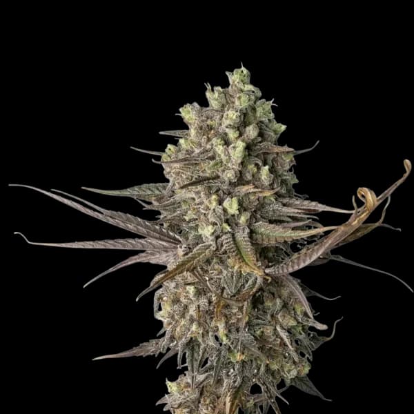 Cannabis der Sorte Jelly Rancher