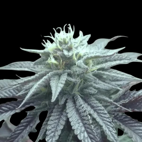 Cannabis der Sorte Midnight Runtz