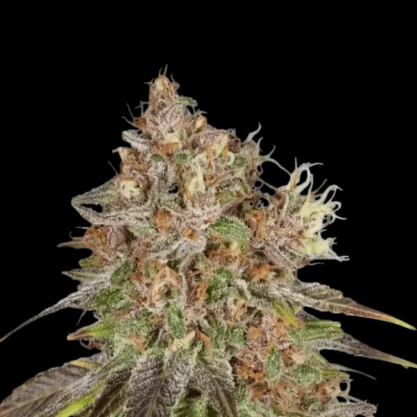 Cannabis der Sorte Pollux Green Pump