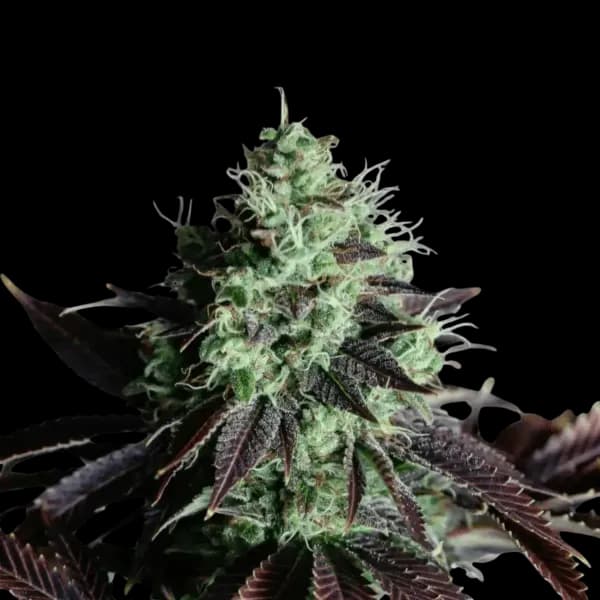 Cannabis der Sorte Apes & Space