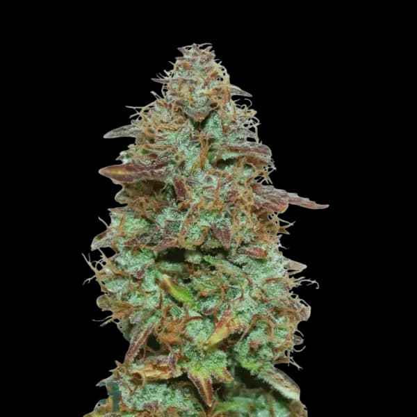 Cannabis der Sorte Exotic Marker