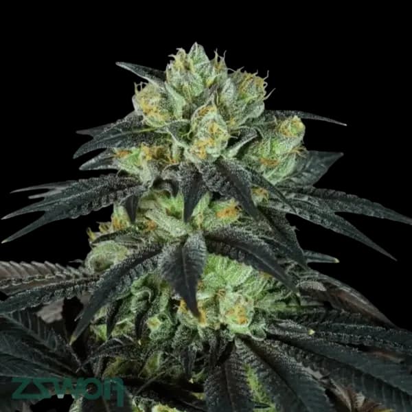 Cannabis der Sorte Bubbalooch