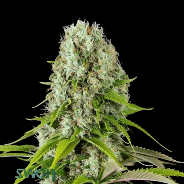 Cannabis der Sorte Jet Fuel Apricot