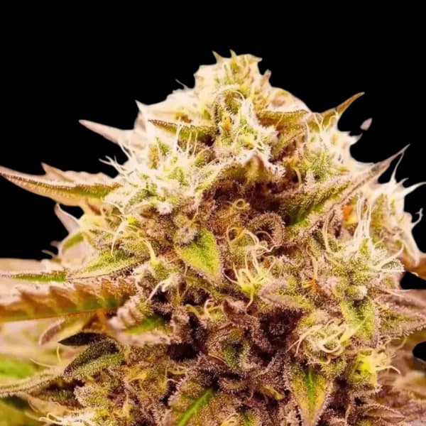 Cannabis der Sorte Appalachian Trail