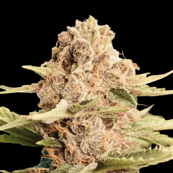 Cannabis der Sorte Delicata Cookies