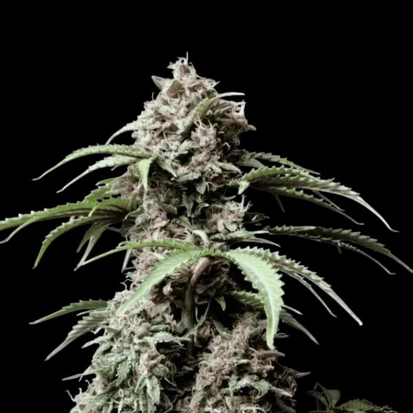 Cannabis der Sorte Amnesia Skittles