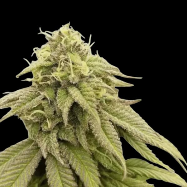 Cannabis der Sorte Boss Haze