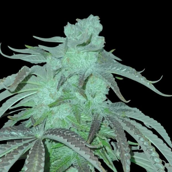 Cannabis der Sorte Honey Suckle