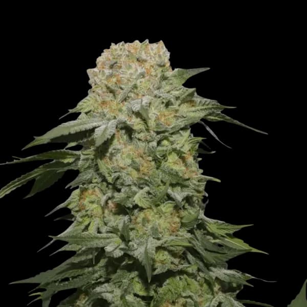 Cannabis der Sorte Jungle Pop