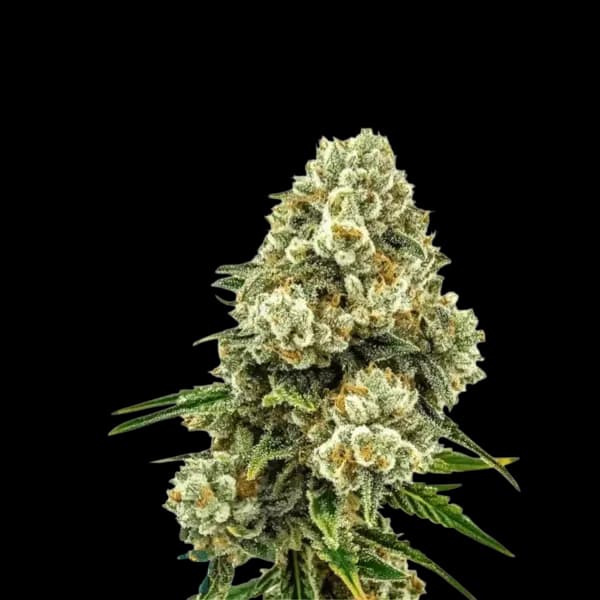 Cannabis der Sorte Diesel Crisp