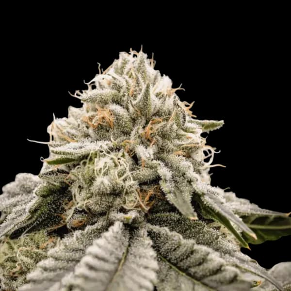 Cannabis der Sorte Rainbow Belts