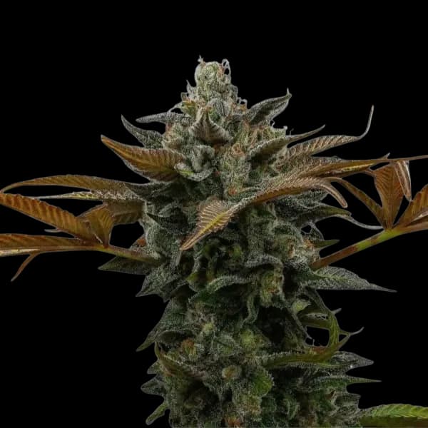 Cannabis der Sorte Nag Champa