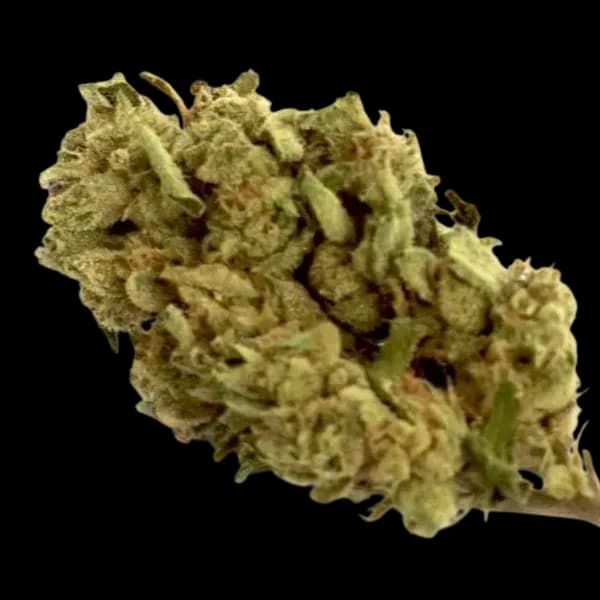 Cannabis der Sorte Sunset Sherbet