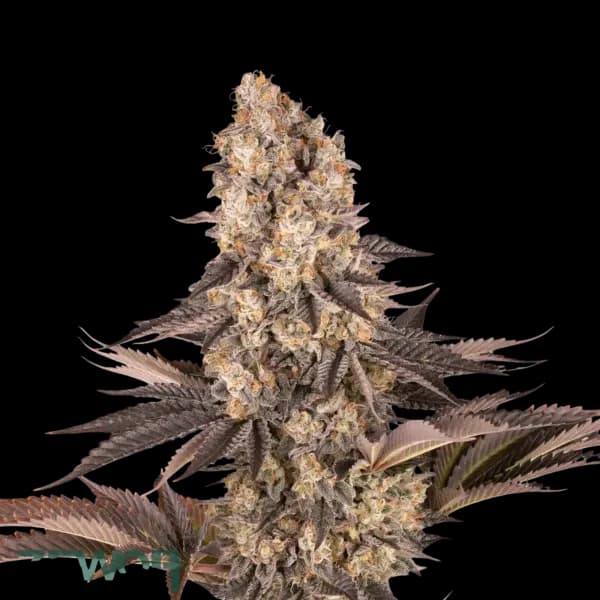 Cannabis der Sorte Blackberry Gelato