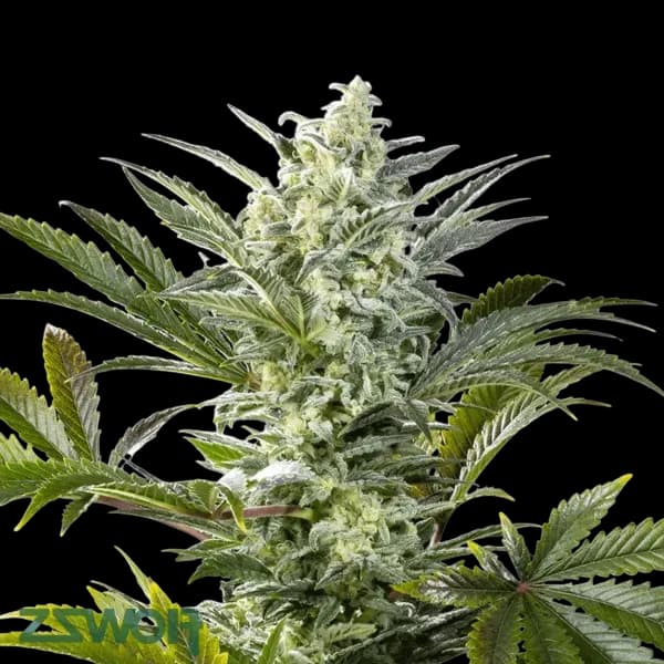 Cannabis der Sorte Blue Slushie