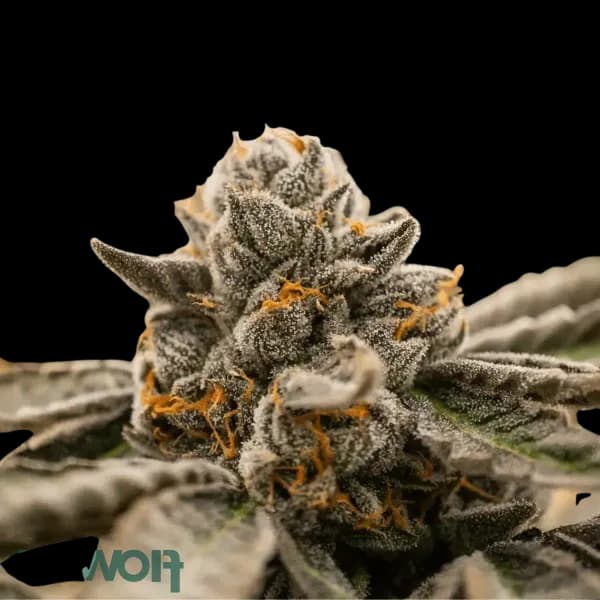 Cannabis der Sorte Goofiez