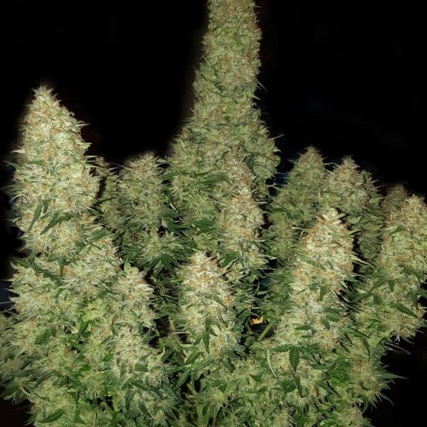Cannabis der Sorte Auto Northern Light F1