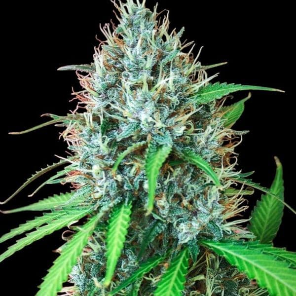 Cannabis der Sorte Zoap Papaya Fast