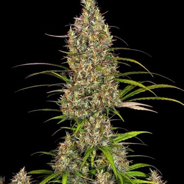 Cannabis der Sorte Auto Lemon Haze F1