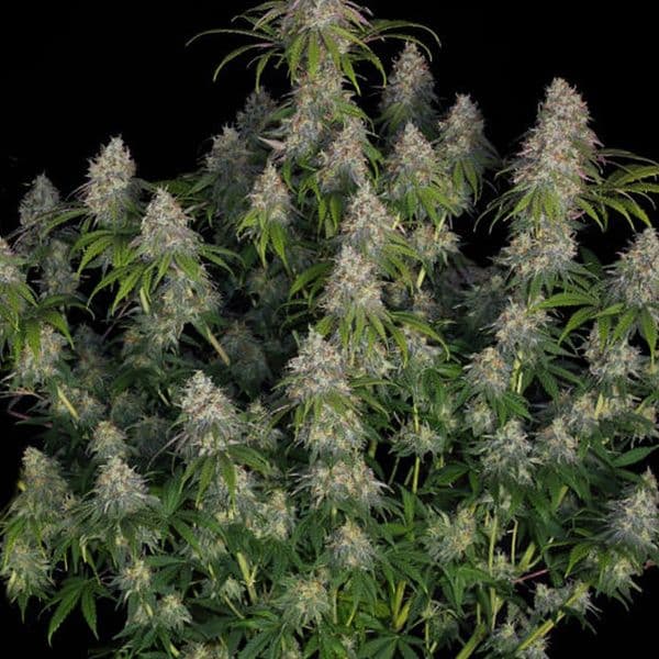 Cannabis der Sorte Auto Gorilla Blue F1