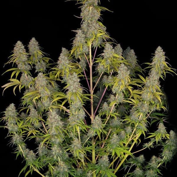 Cannabis der Sorte Auto Critical 2.0 F1