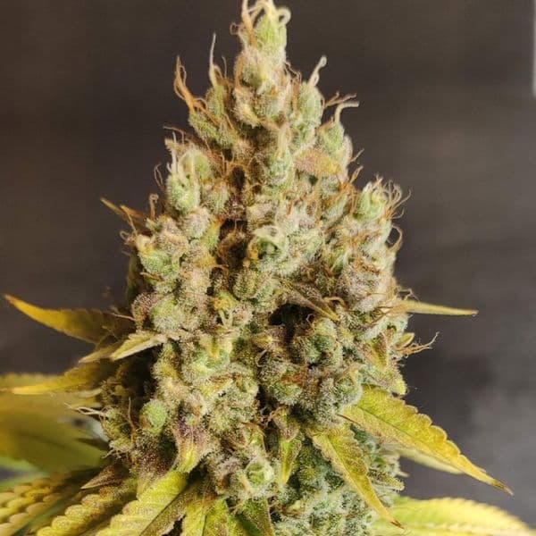 Cannabis der Sorte Zkitzz