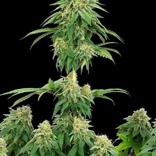 Cannabis der Sorte Auto Cookies Kush F1