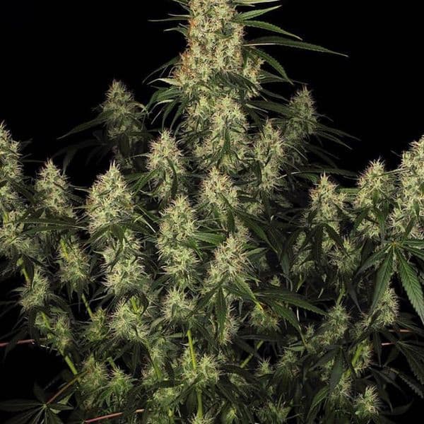 Cannabis der Sorte Auto Amnesia Kush F1