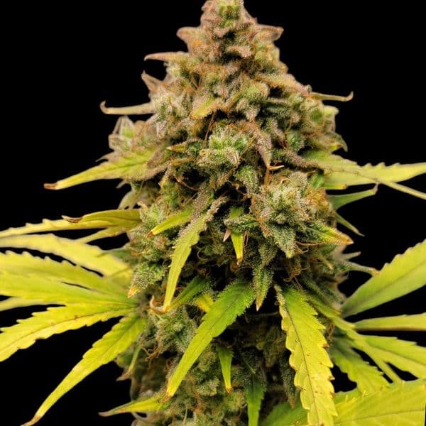 Cannabis der Sorte 24K Gold