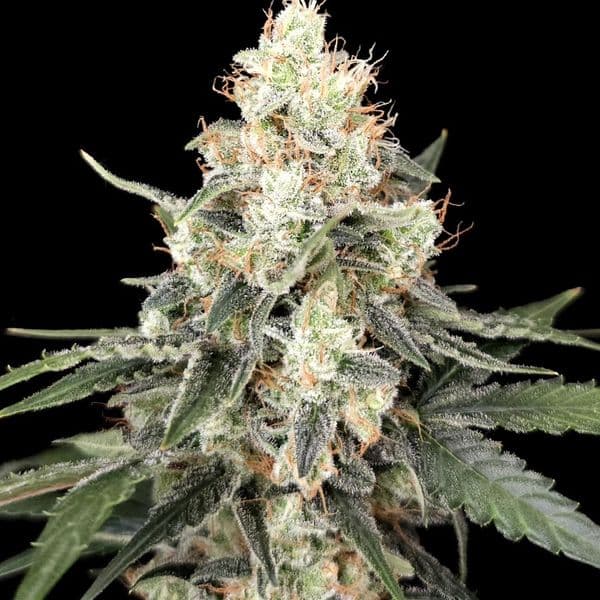 Cannabis der Sorte Auto Afghan