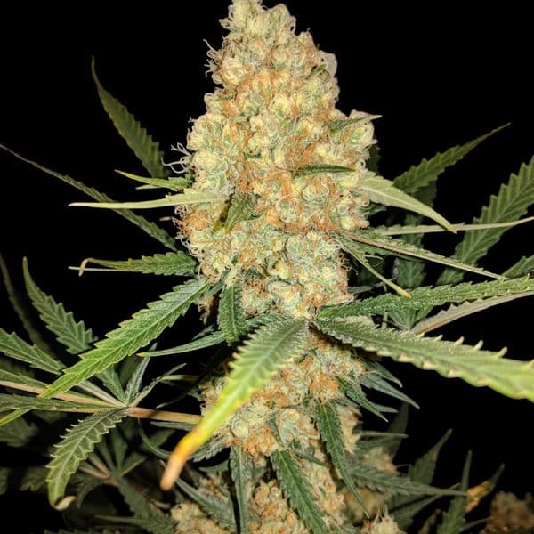 Cannabis der Sorte Afghan Regular