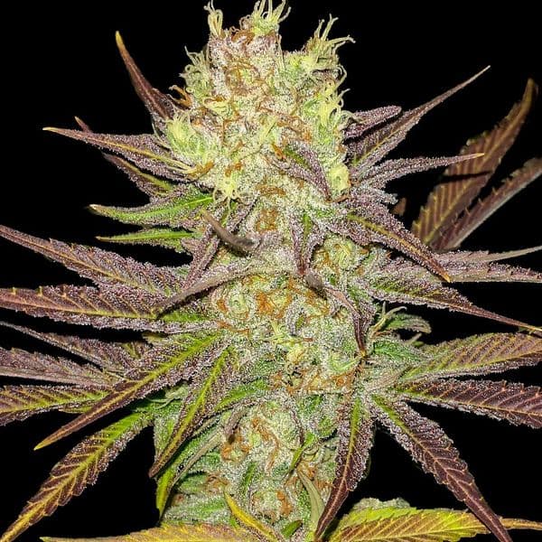 Cannabis der Sorte AK 2.0