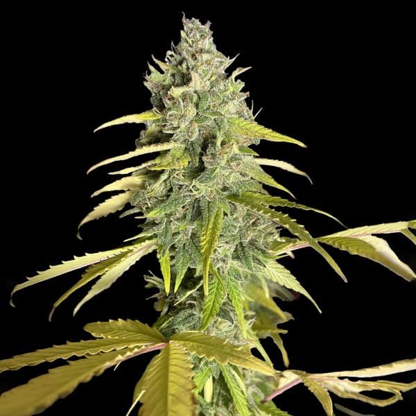 Cannabis der Sorte AK 2.0 Fast