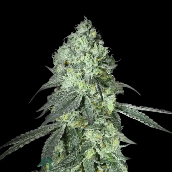 Cannabis der Sorte Stardust Swirl