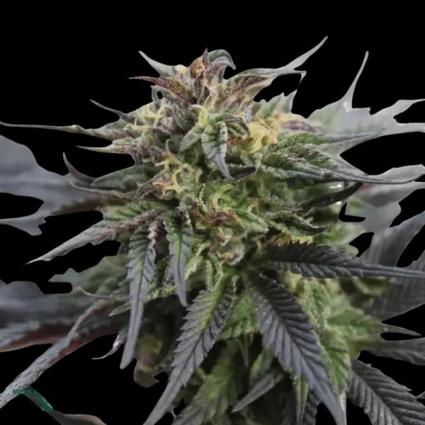 Cannabis der Sorte Clownz