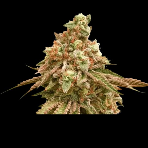 Cannabis der Sorte Tangie Pave