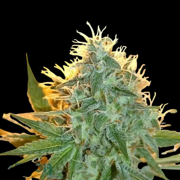 Cannabis der Sorte Bienville