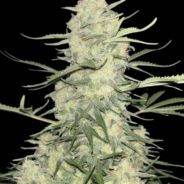 Cannabis der Sorte Amnesia F1 Fast