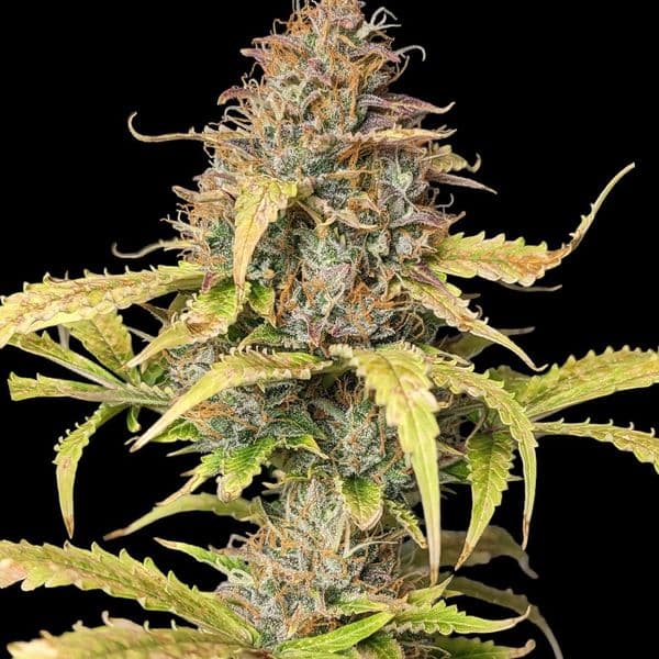 Cannabis der Sorte Auto Amnesia XL